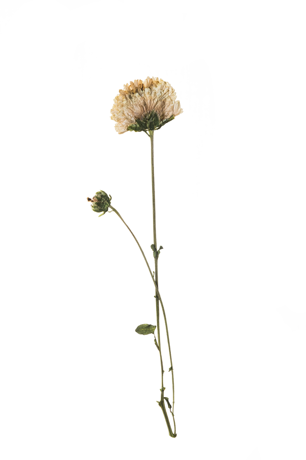 Hand Pressed Flora